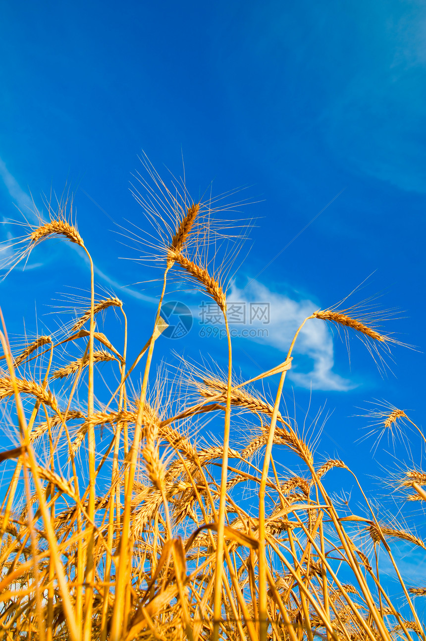 金麦耳朵场地阳光环境植物生长食物季节干草稻草土地图片