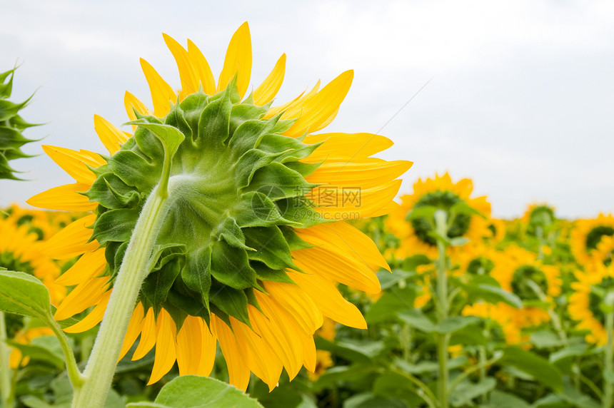 向日向花园场地金子树叶生长植物园艺黄色晴天花瓣图片