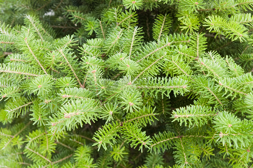 绿松季节锥体环境树木森林美丽问候语园艺针叶林城市图片