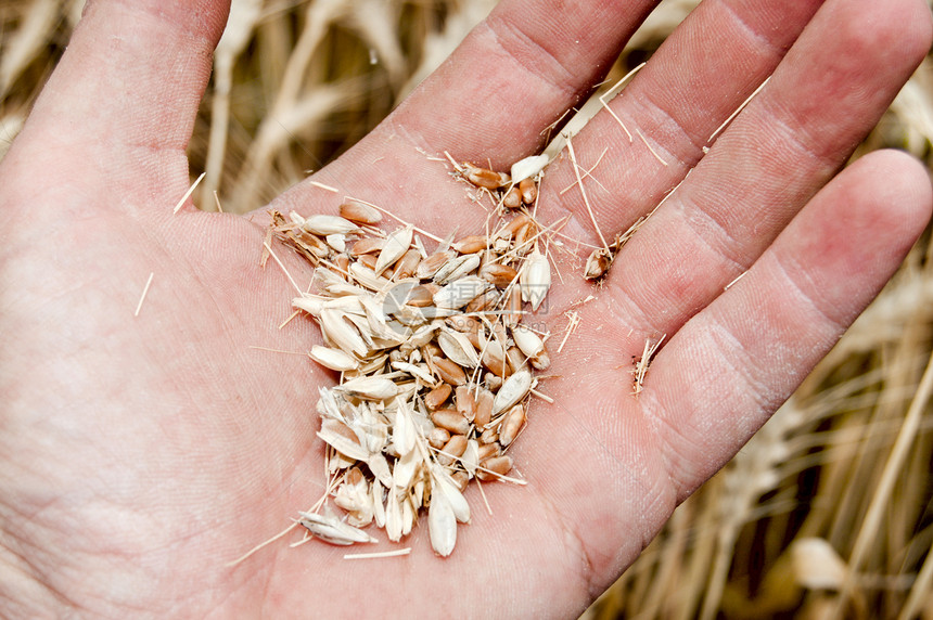 手工收获的黄金场景季节农场小麦谷物手指大麦场地耳朵核心图片