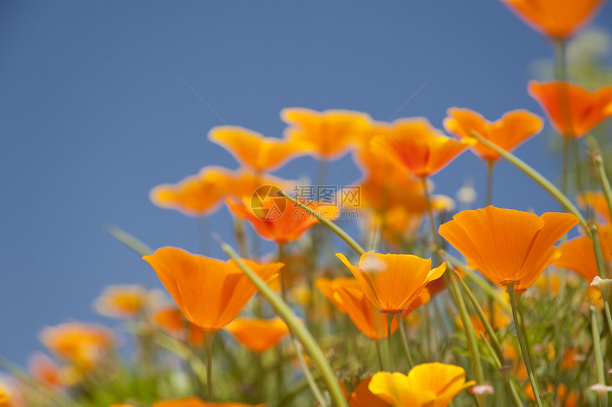 花朵橙子天空花园植物学花束绿色草地区系植物植物群图片