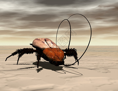 蟑螂行走蟑螂生态地牢动物学昆虫生物学渲染灾难沙漠气候除害虫背景