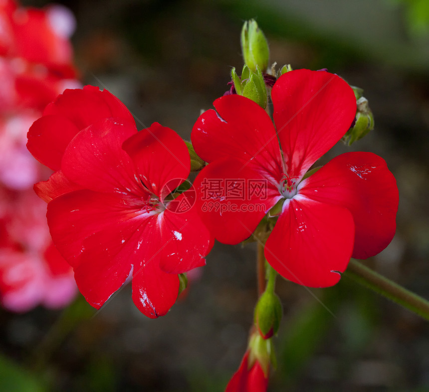 旱金莲石头生长场地橙子黄色黑色水芹白色草本植物旱金莲图片