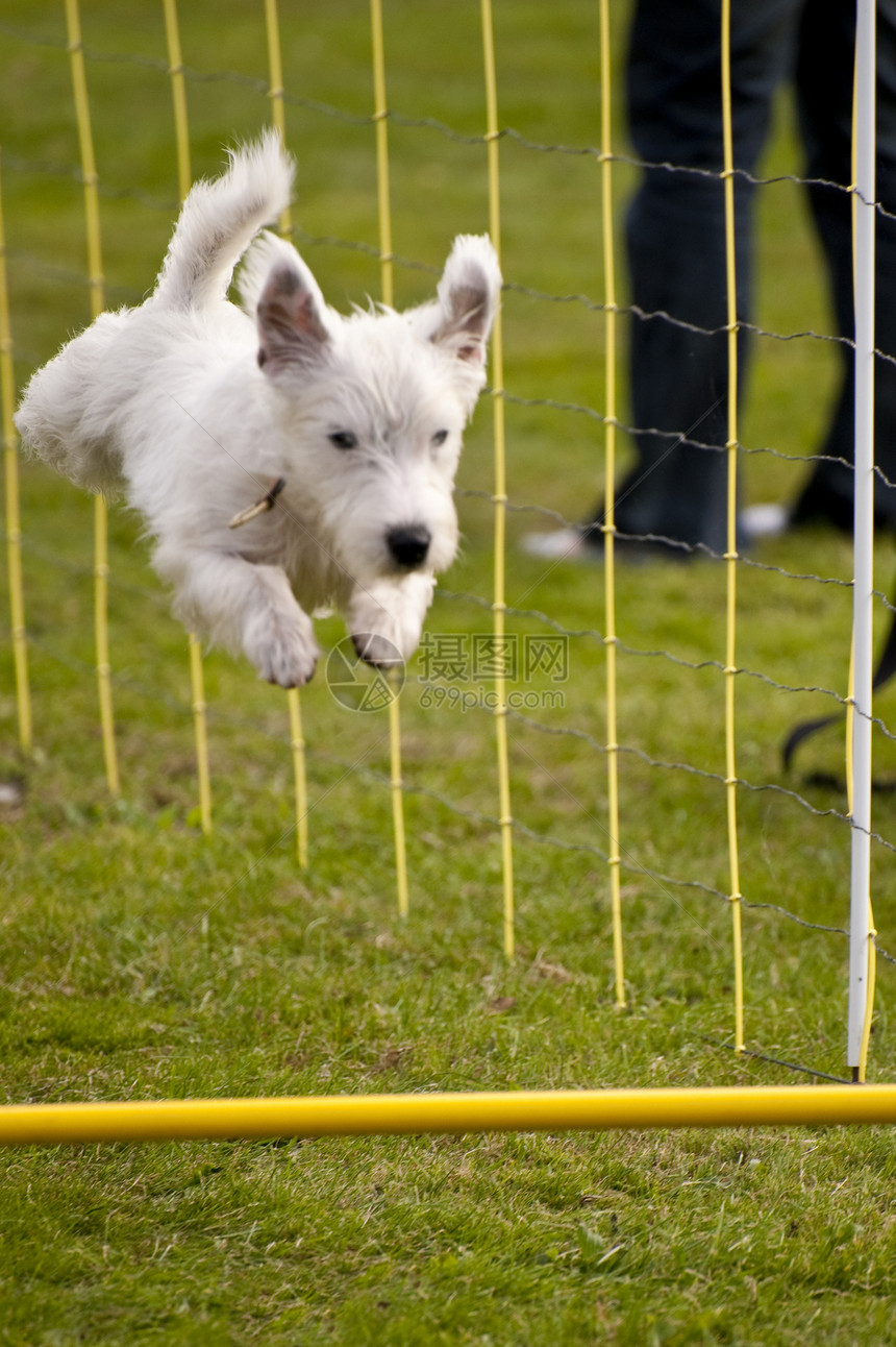 狗竞赛运动宠物赛车训练小狗学校动物跑道秀场