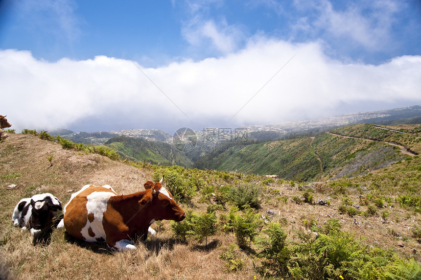 马德拉的奶牛旅游阴影山脉旅行丘陵远足全景小岛爬坡阳光图片