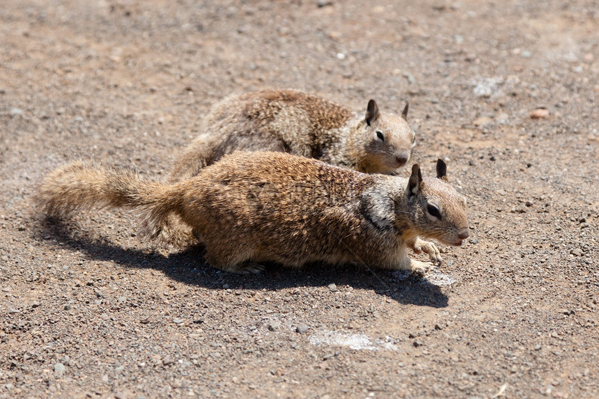 西灰松鼠哺乳动物松鼠野生动物兔科动物灰色公园水利森林图片