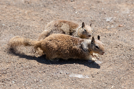 西灰松鼠哺乳动物松鼠野生动物兔科动物灰色公园水利森林背景图片