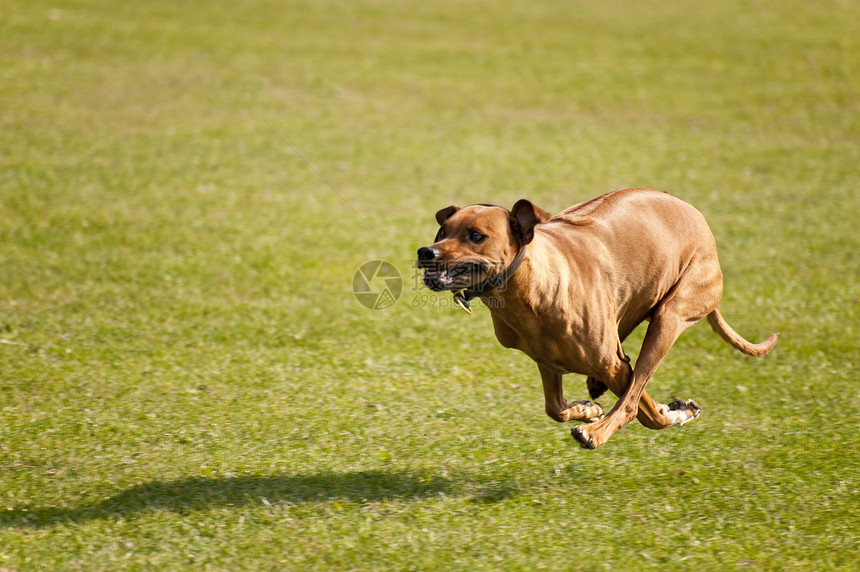 狗训练运动小狗舞步跑步秀场动物速度猎犬学校图片