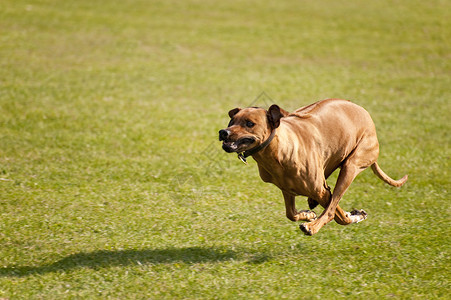 狗训练运动小狗舞步跑步秀场动物速度猎犬学校服从高清图片素材
