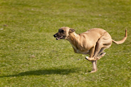 狗舞步展示训练运动动物马术学校会议跑步赛车猎犬高清图片素材