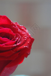 玫瑰水滴红色摄影背景图片
