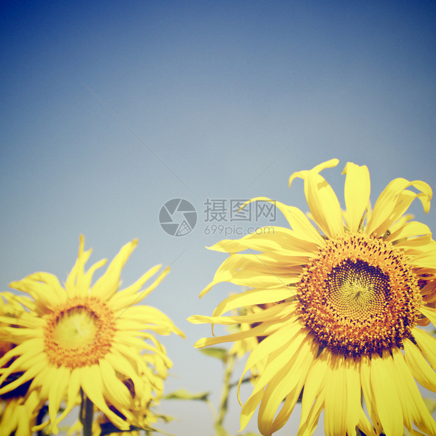 向日葵对抗蓝色天空并产生反转过滤效果图片