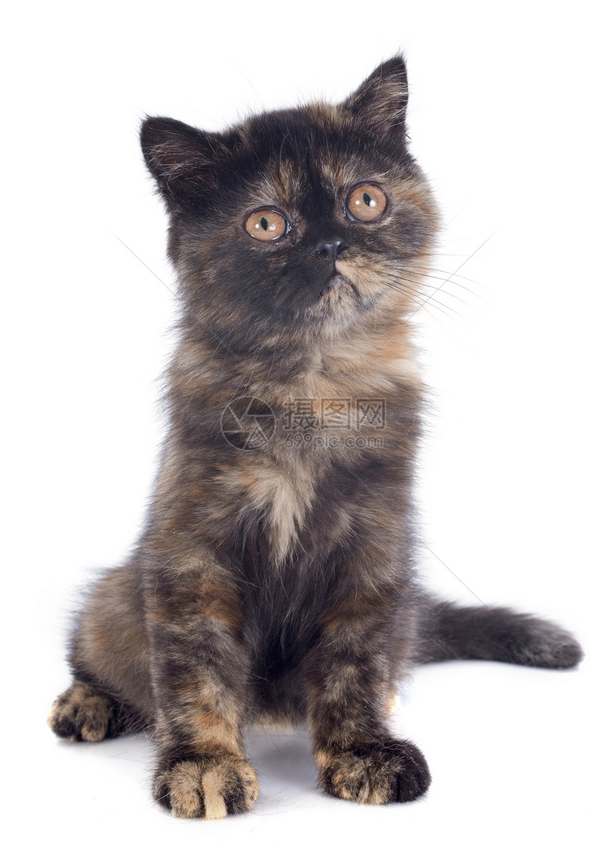 短毛小猫印花布动物棕色女性斑点工作室毛猫宠物图片