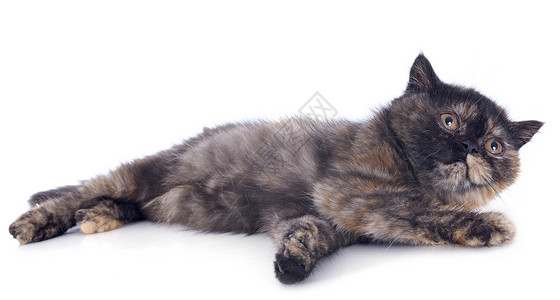 短毛波斯猫短毛小猫斑点女性毛猫宠物印花布棕色工作室睡眠动物背景