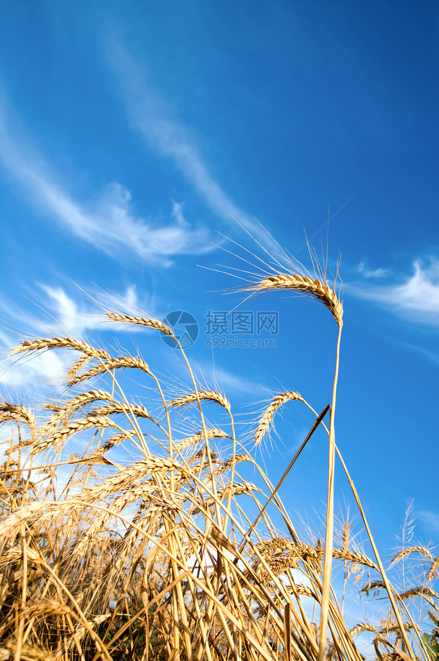 金麦耳朵 上面有蓝天的金麦干草稻草面包场地收成农场天气阳光植物玉米图片