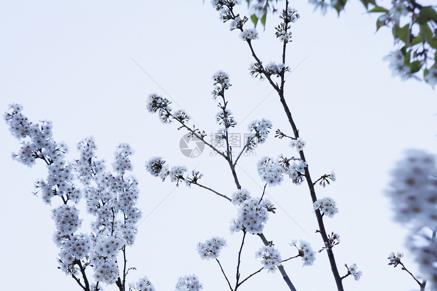 樱花树和树枝对着天空 户外 北京低角度樱花场景白色摄影视图图片