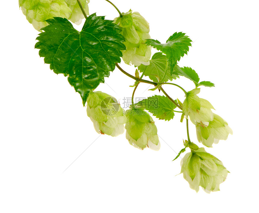 纯天然啤酒成分分离白葡萄植物(单白)图片
