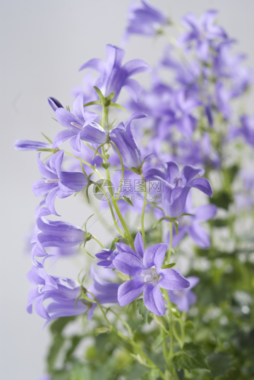 灰色本底的坎帕努拉花朵生长园艺宏观紫色阳光太阳花束花瓣野花花园图片