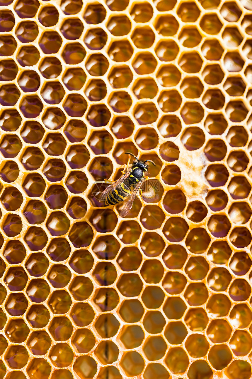 蜂蜜和蜂蜜加蜂蜜的近缝纹理金子表扬养蜂人昆虫领导女王花粉蜜蜂荒野食物图片