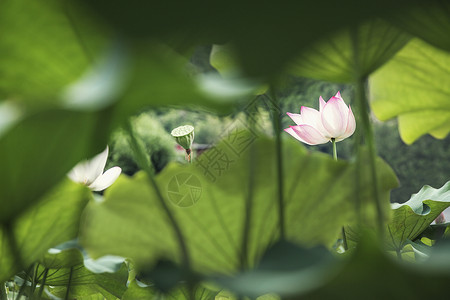中国湖上的粉红莲花水生植物植物脆弱性蒸汽花头摄影生长花瓣粉色荷花背景图片