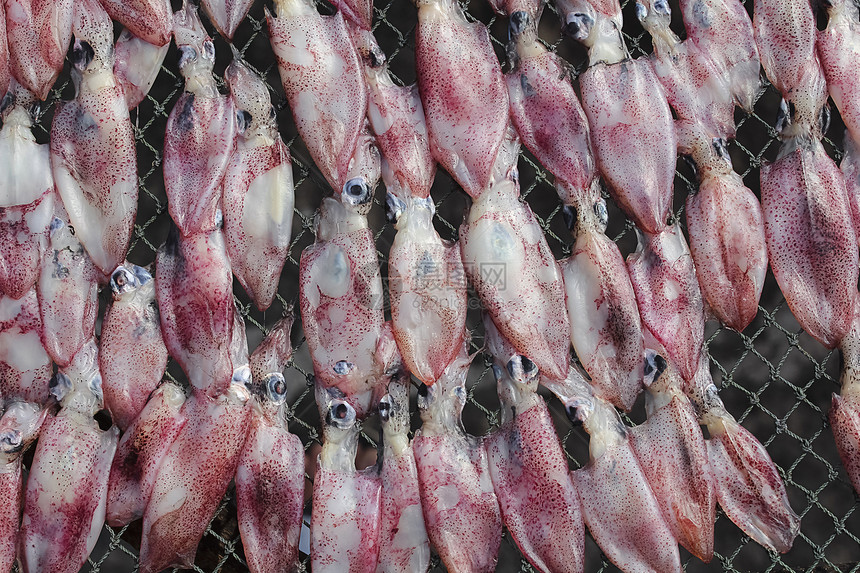 泰国干鱿鱼海鲜乌贼动物图片