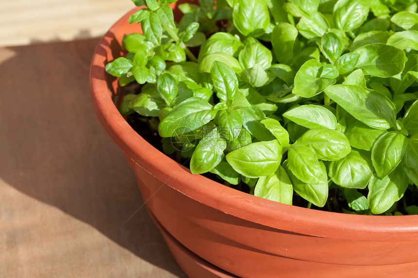 被施压的巴西石油公司草本芳香阳光食物蔬菜草本植物生长味道香气木头图片