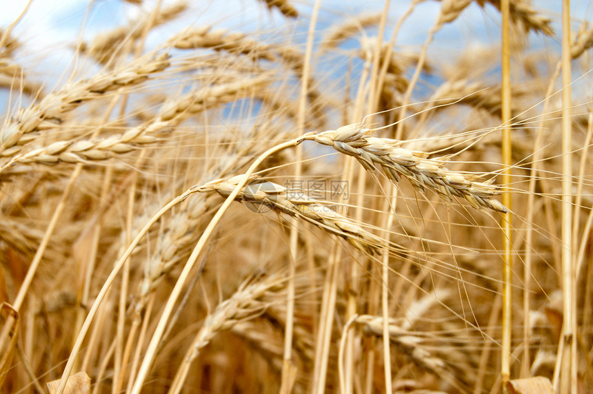 南乌克兰 西乌克兰收成季节面包戏剧性环境稻草植物食物粮食种子图片