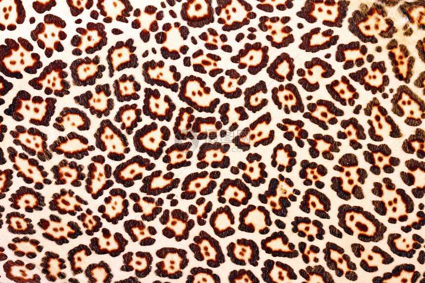 豹毛皮的纹理丛林豹属装饰外套动物异国动物园纺织品头发材料图片