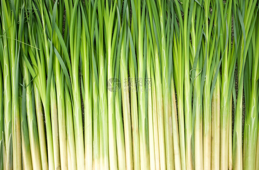 绿色芦苇木头植物种子墙纸荆棘线条花朵水生植物栅栏爱好图片