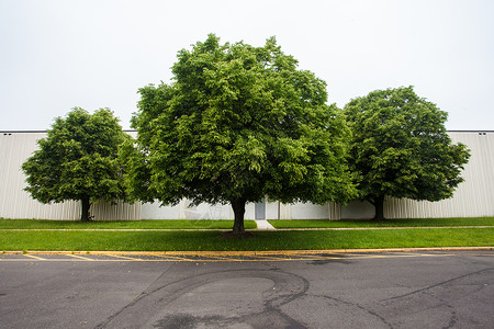 三棵树环境植物团体分支树木季节分支机构木头叶子树叶背景图片