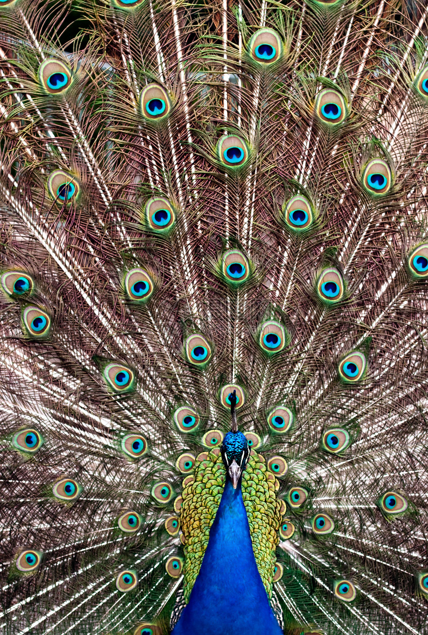 孔雀蓝色野生动物活力仪式热带优雅尾巴动物图片