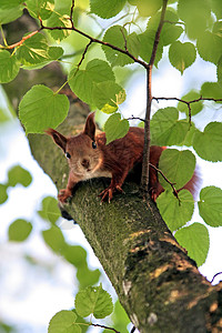 公园里的松鼠哺乳动物树松鼠灰松鼠荒野尾巴木头野生动物动物背景图片