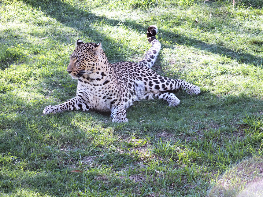 非洲豹动物荒野男性豹属旅游哺乳动物水平马拉捕食者食肉图片