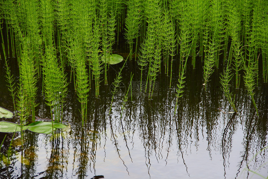 池塘加水厂绿色沼泽场景生长杂草蓝色植物绿色植物叶子树叶图片