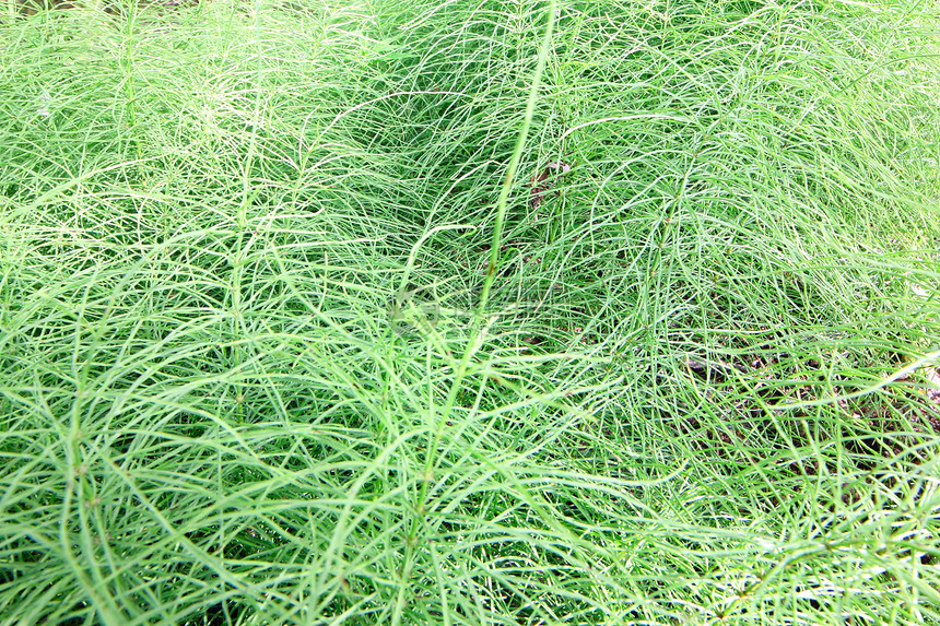 明草背景草本植物生长花园阳光植物晴天草地墙纸叶子照片图片