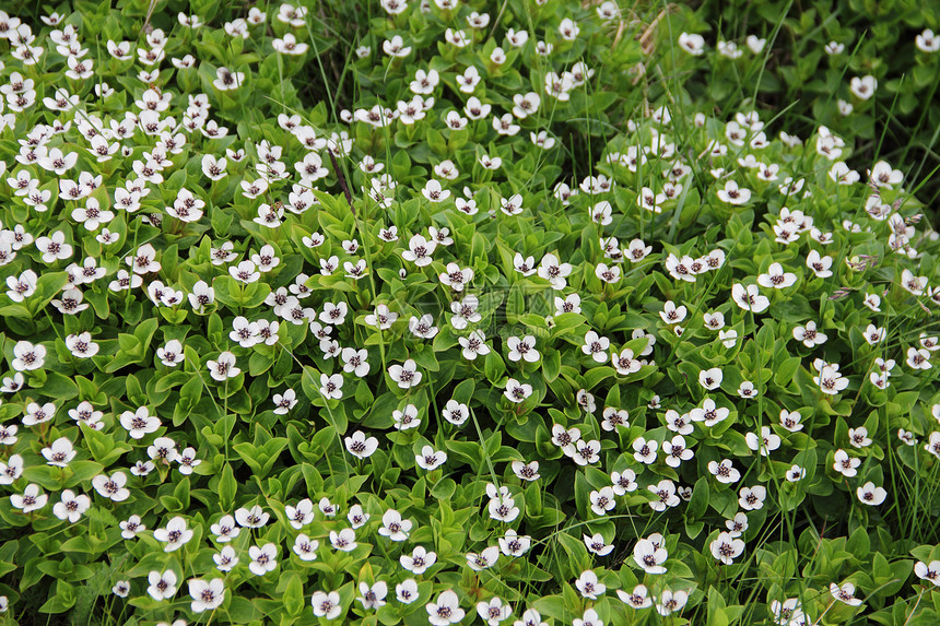矮小角落苔藓白色野花植物群荒野绿色图片