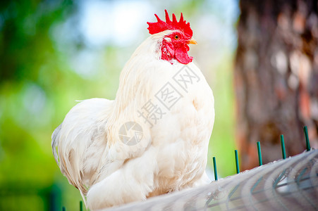 纯净的白公鸡坐在鸡笼中的细胞顶部背景图片