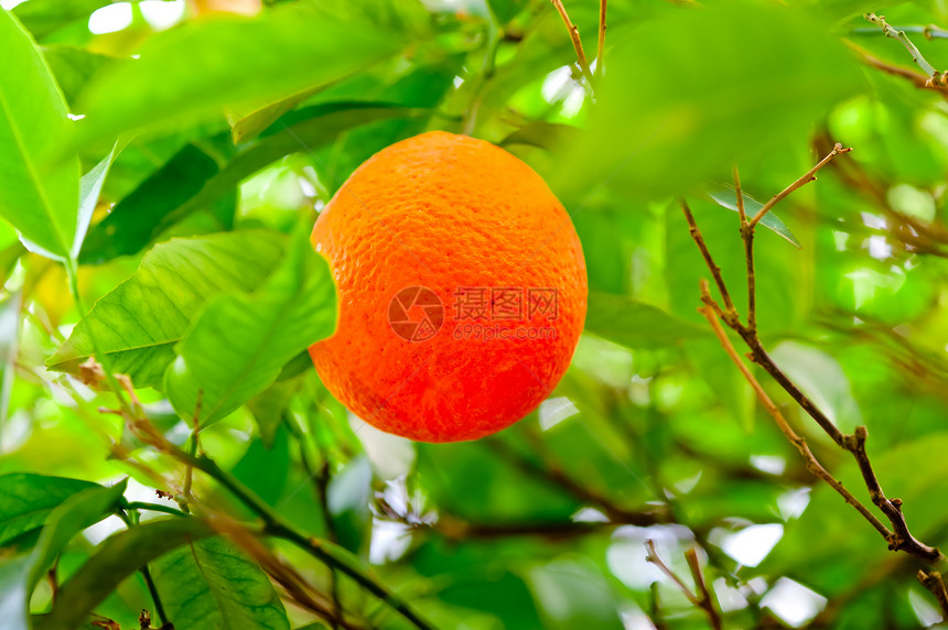 熟熟的橙子挂在林中橘树枝上图片