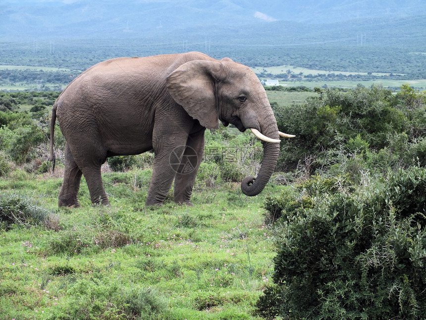 公象大象旅行獠牙厚皮野生动物荒野哺乳动物食草耳朵动物象牙图片