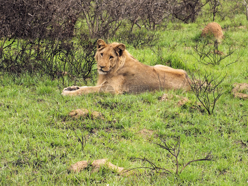狮子狮座食肉豹属捕食者哺乳动物动物野猫猫科动物濒危力量猎人图片