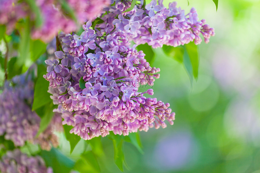 风上粉红硅波的分支生长花瓣绿色白色紫色园艺季节阳光植物学植物图片