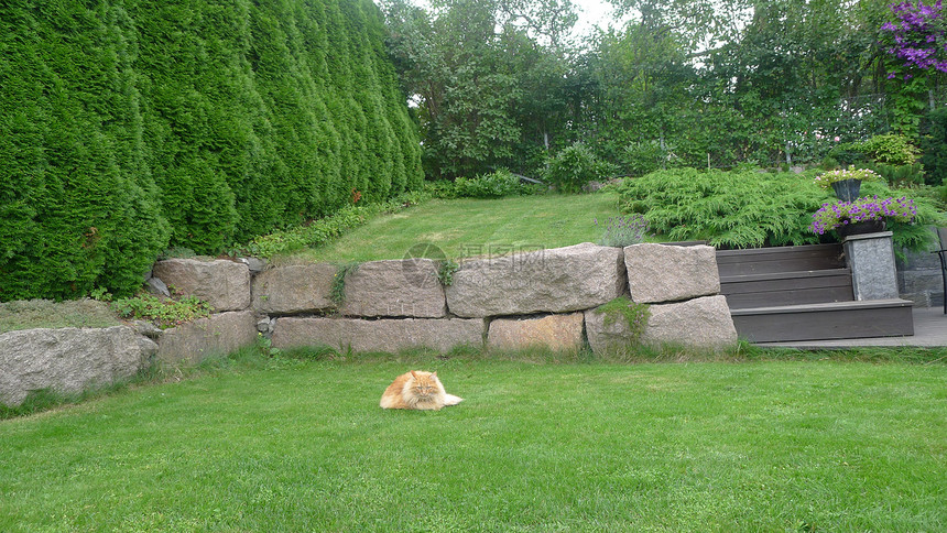 斯堪的纳维亚生活方式-猫咪在花园放松图片