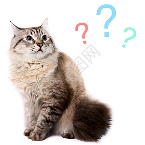 猫道选择什么宠物毛皮猫科动物猫咪问号动物纯种猫表情思维小猫背景
