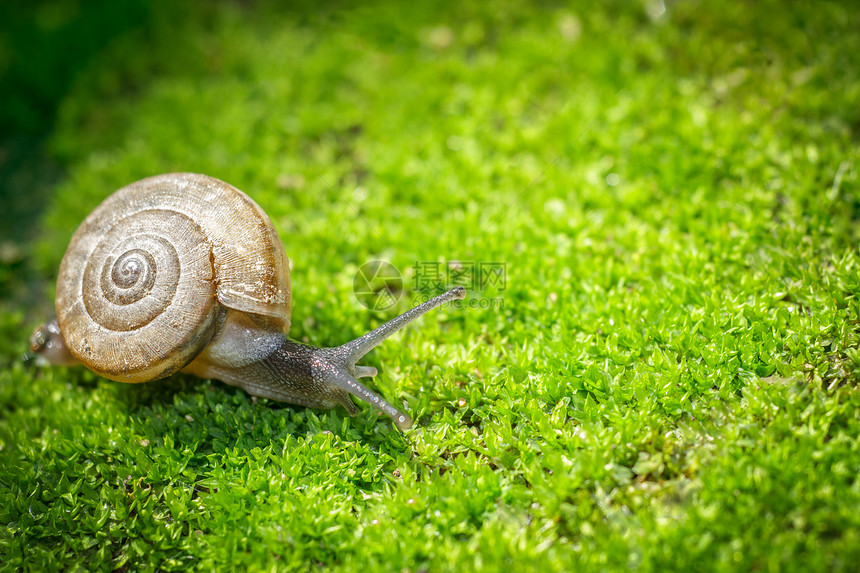 Snail 特写软体绿色野生动物速度地衣宏观苔藓叶子棕色螺旋图片