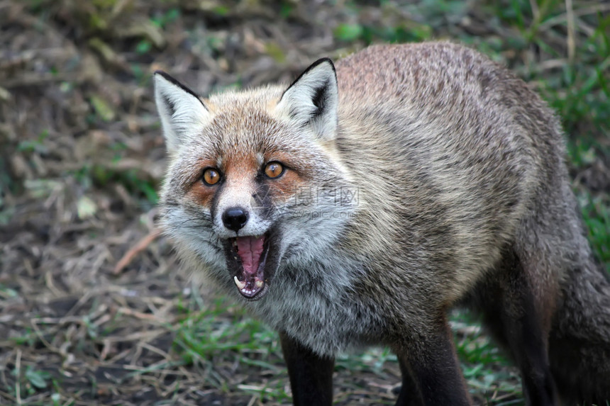 Fox 狐狸毛皮照片食肉动物群犬类红色荒野哺乳动物野生动物动物图片