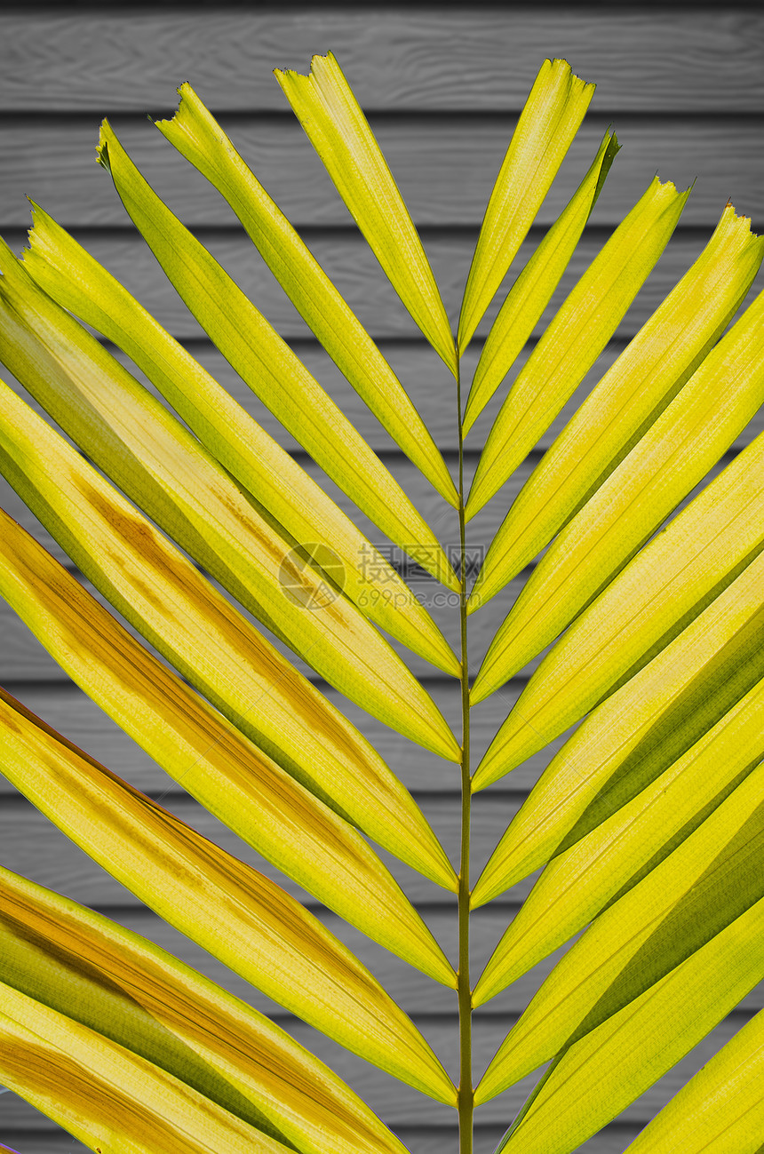 墙壁上的棕榈叶草本植物花园棕榈天堂树叶树枝叶子静脉曲线绿色图片