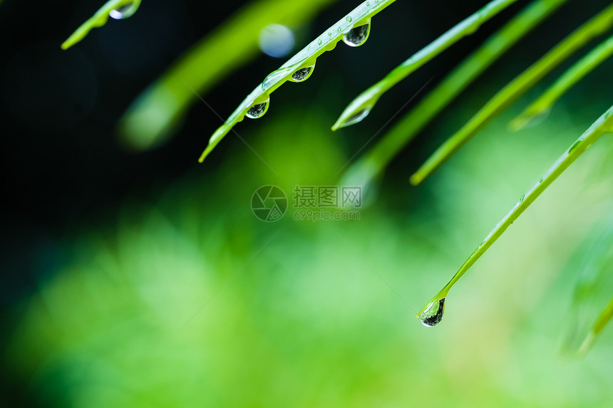 绿叶上的水滴环境宏观植物生态反射绿色天气雨滴季节叶子图片