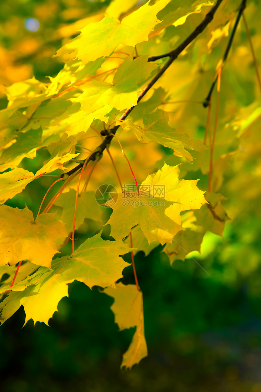 秋季假期植物群黄色季节性植被季节生长边界叶子生态叶绿素图片