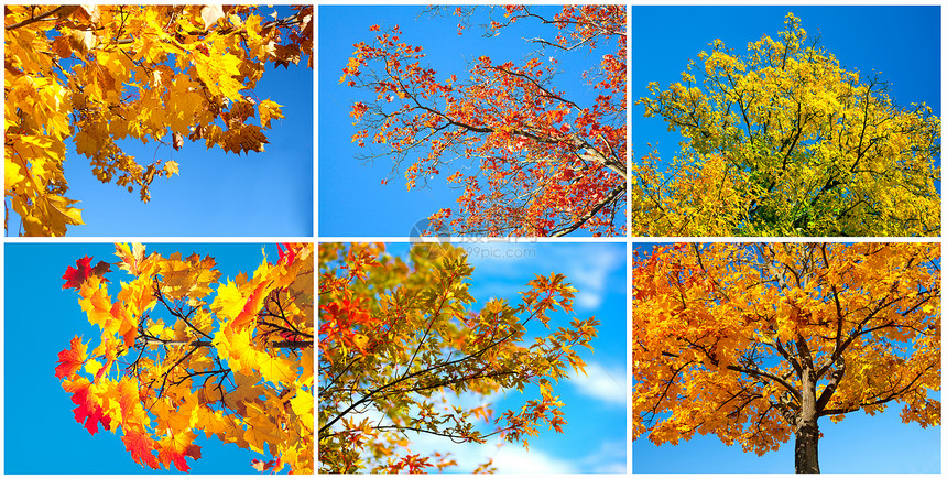秋树在蓝天上图片