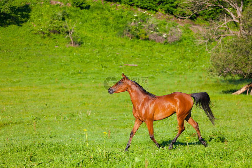 阿拉伯赛车手在绿色夏季草原上奔跑场地团体农业板栗运动速度天空农场马匹自由图片